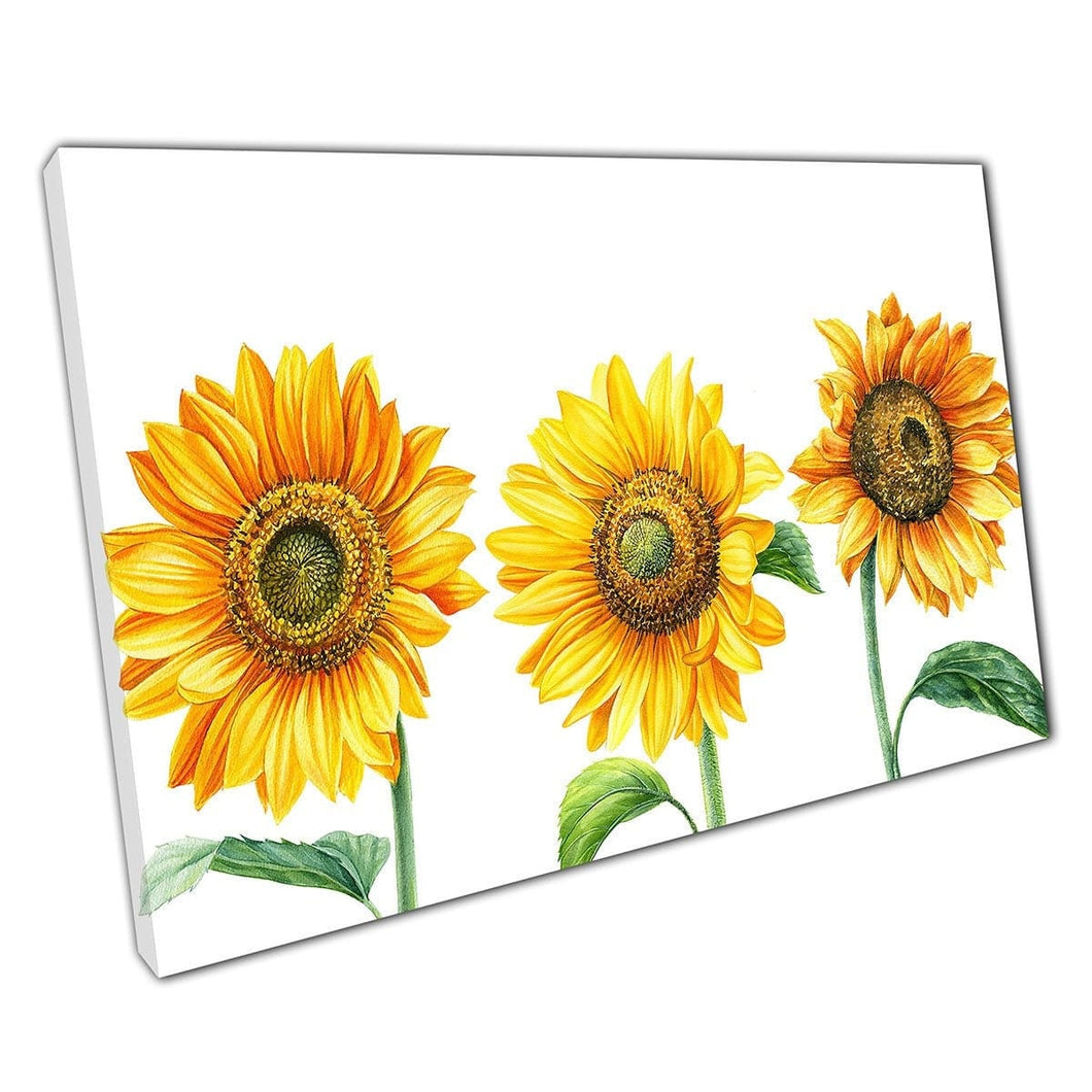Tre vibranti girasoli realistici in Bloom WaterColor Painting Illustration Wall Art Stampa su tela di tela montata