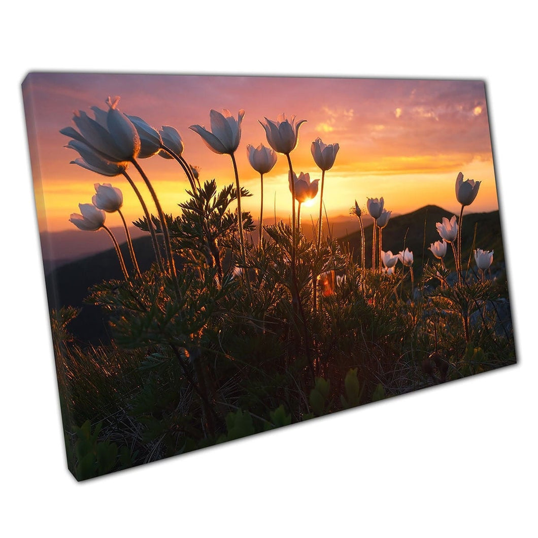 Incredible View Pink White Rhododendrons Under A Warm Mountainous Summer Sunset Wall Art Print On Canvas Mounted Canvas print