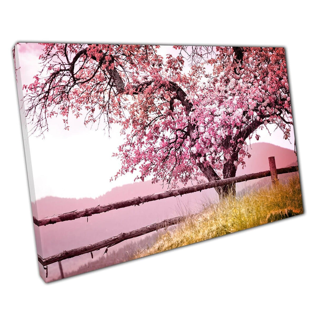 Large Blossom Tree Standing Tall Blooming Pink Spring Blossoms Nature Photography Wall Art Print On Canvas Mounted Canvas print