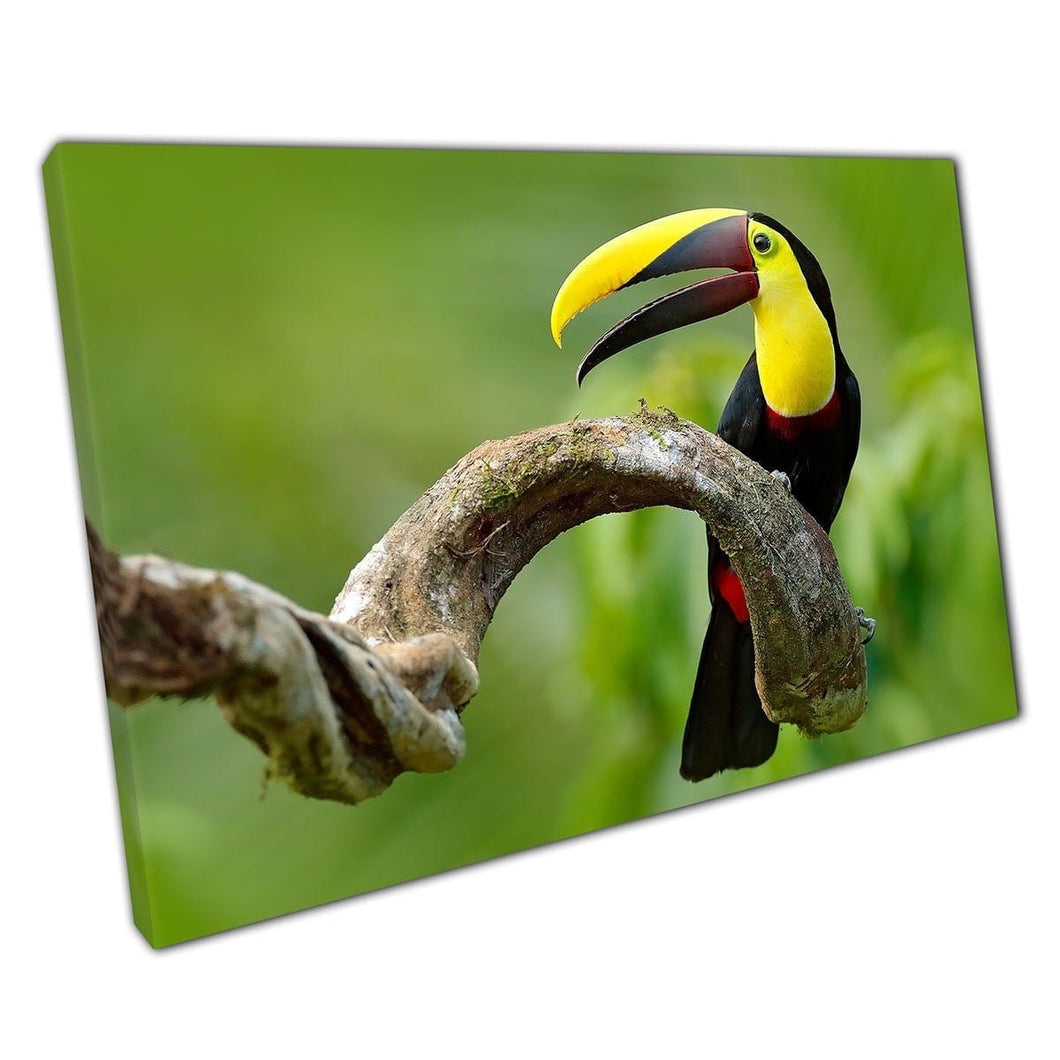 Chestnut-onhandelbare toucan neergestreken op een boomtak in tropische groene jungle wall art print op canvas gemonteerde canvas print