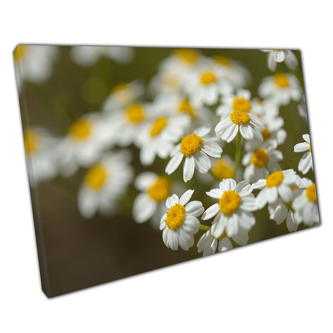 Piccoli fiori bianchi di Gran Canaria Macro Fotografia ART Wall Art Stampa su tela tela montata