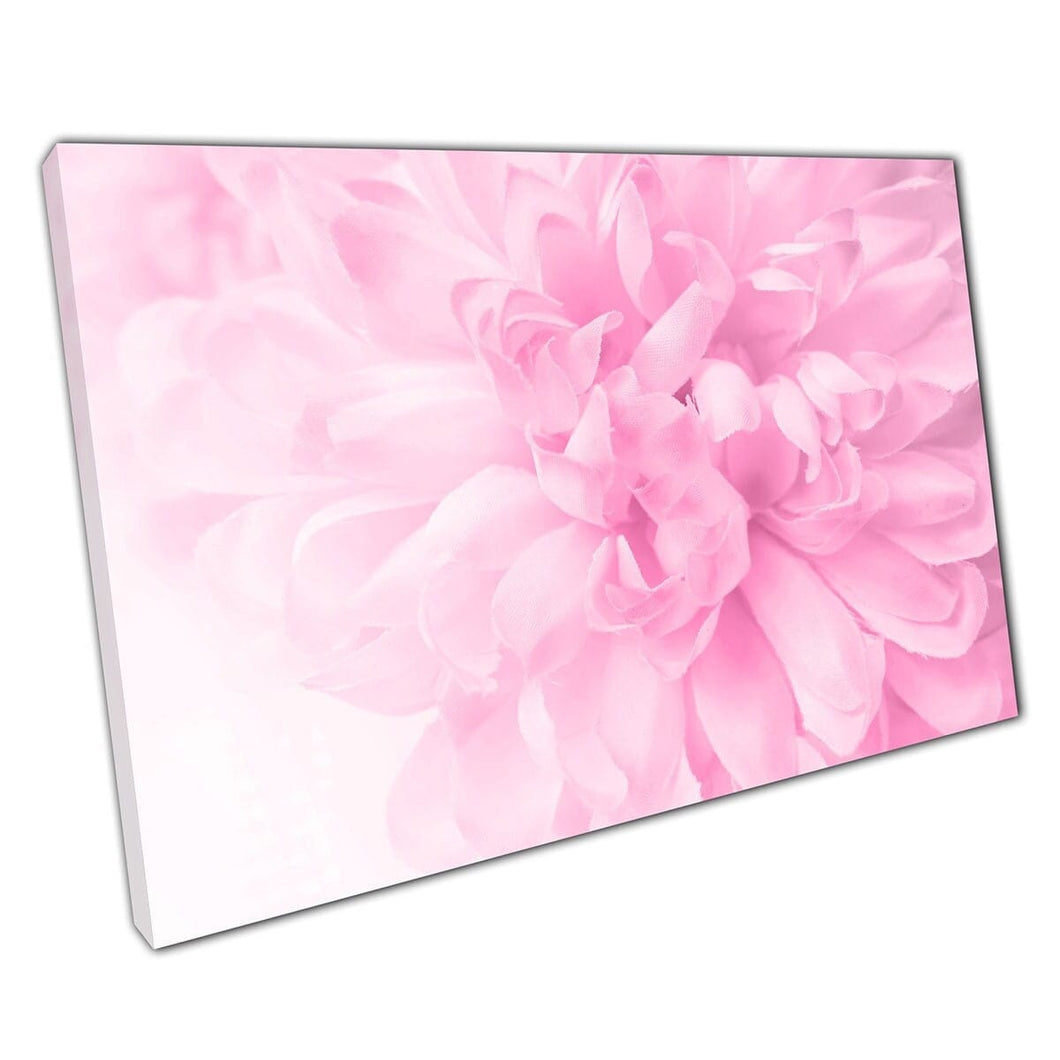 Beautiful Soft Pink Blossoming Chrysanthemum Flowers Detailed Floral Photography Wall Art Print On Canvas Mounted Canvas print