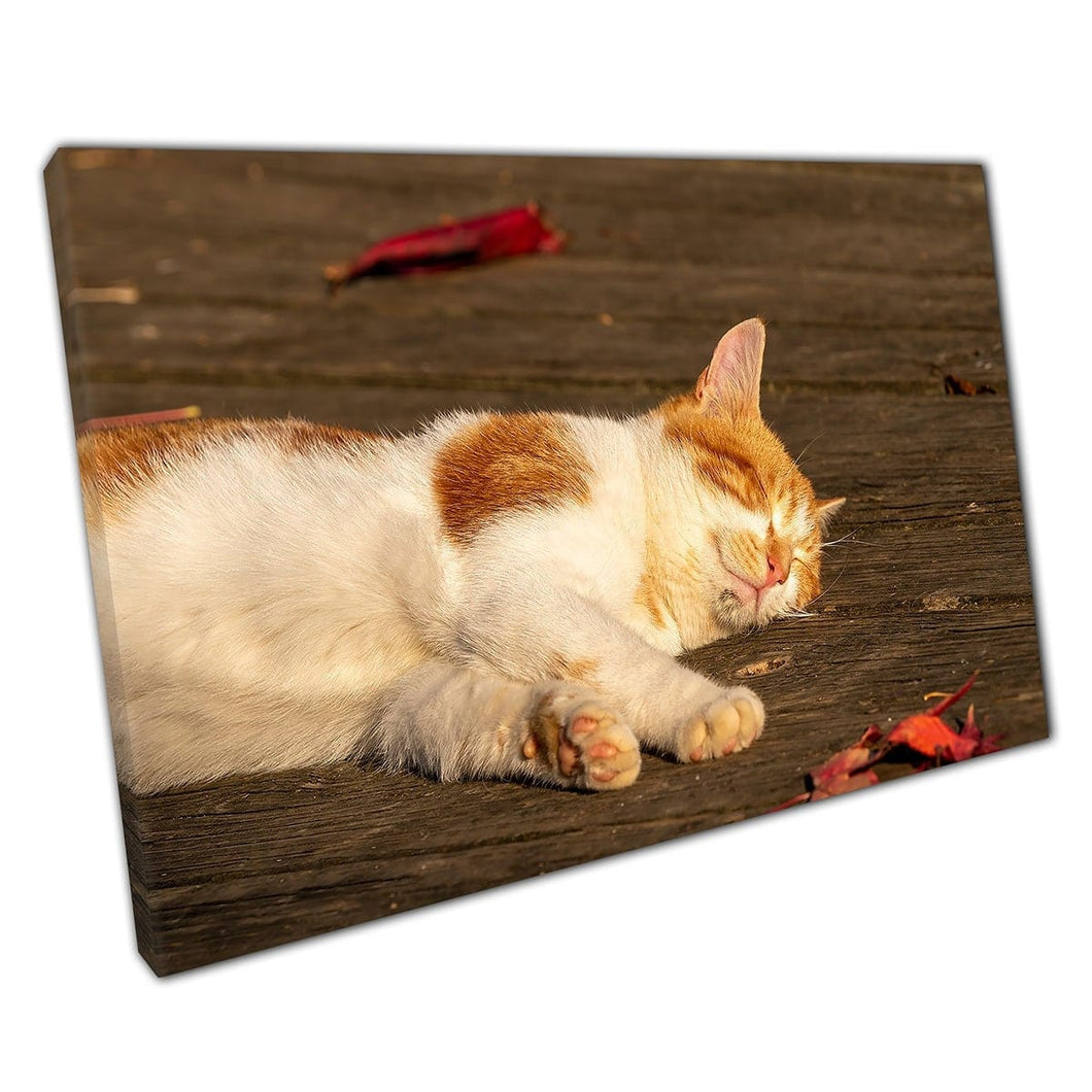 Gelukkige ontspannen gember en witte kat rusten op een houten vloer in de Golden Sun Wall Art Print op canvas gemonteerde canvas print