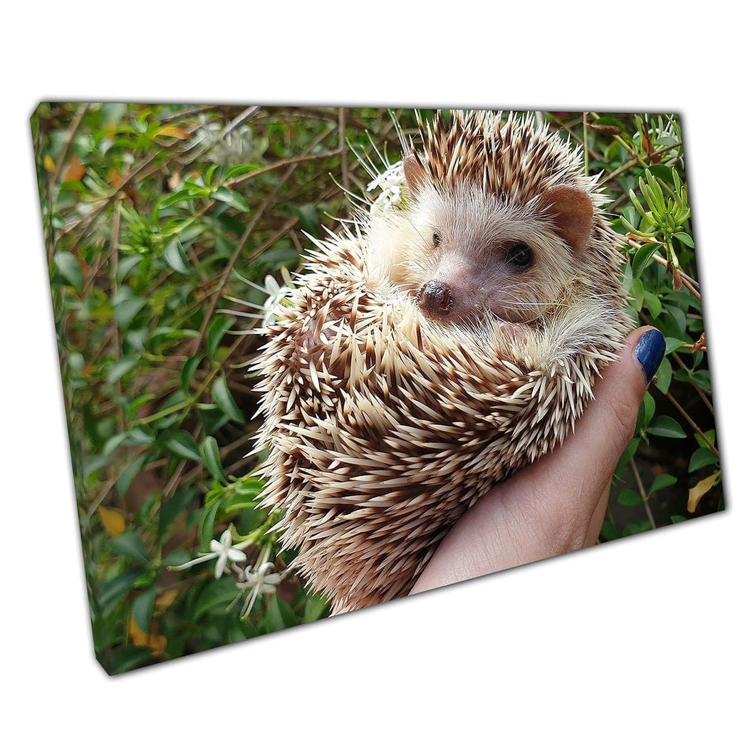 Leuke jonge Afrikaanse pygmy egel gelukkig zittend wild dier grappige huisdierfotografie muur kunst print op canvas gemonteerde canvas print