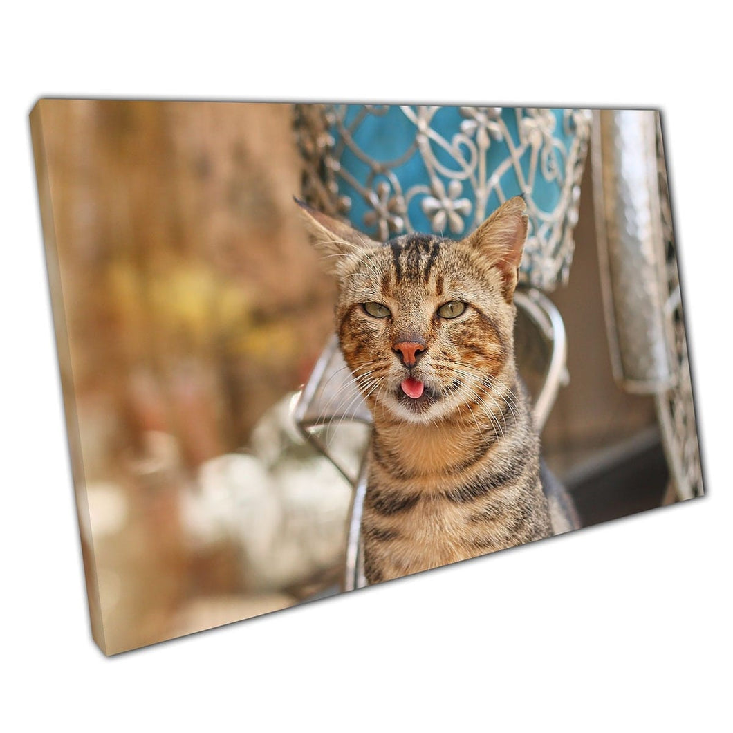 Grappige kat met tong die uitsteekt, ontspannen in winkelraam schattig dierenfotografie muurkunst print op canvas gemonteerde canvas print