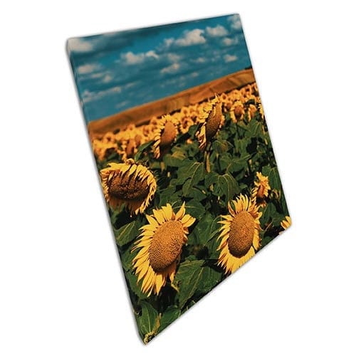 Afdrukken op canvas bloeiende zonnebloemveld in de zonwand kunstprint gemonteerd canvas print