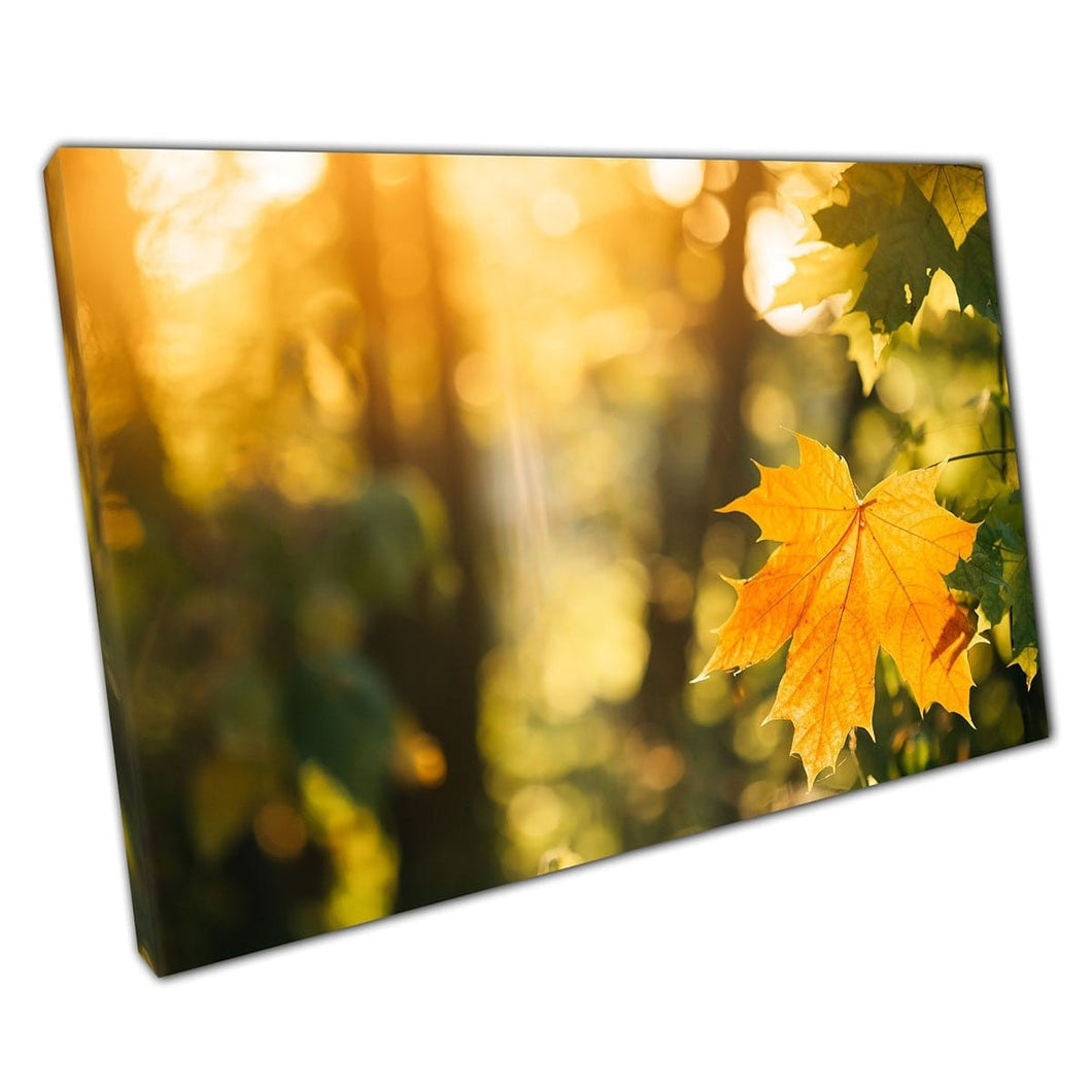 Zonnig goudgele esdoornblad onder groene herfst gebladerte bosbos natuurwand kunst print op canvas gemonteerde canvas print
