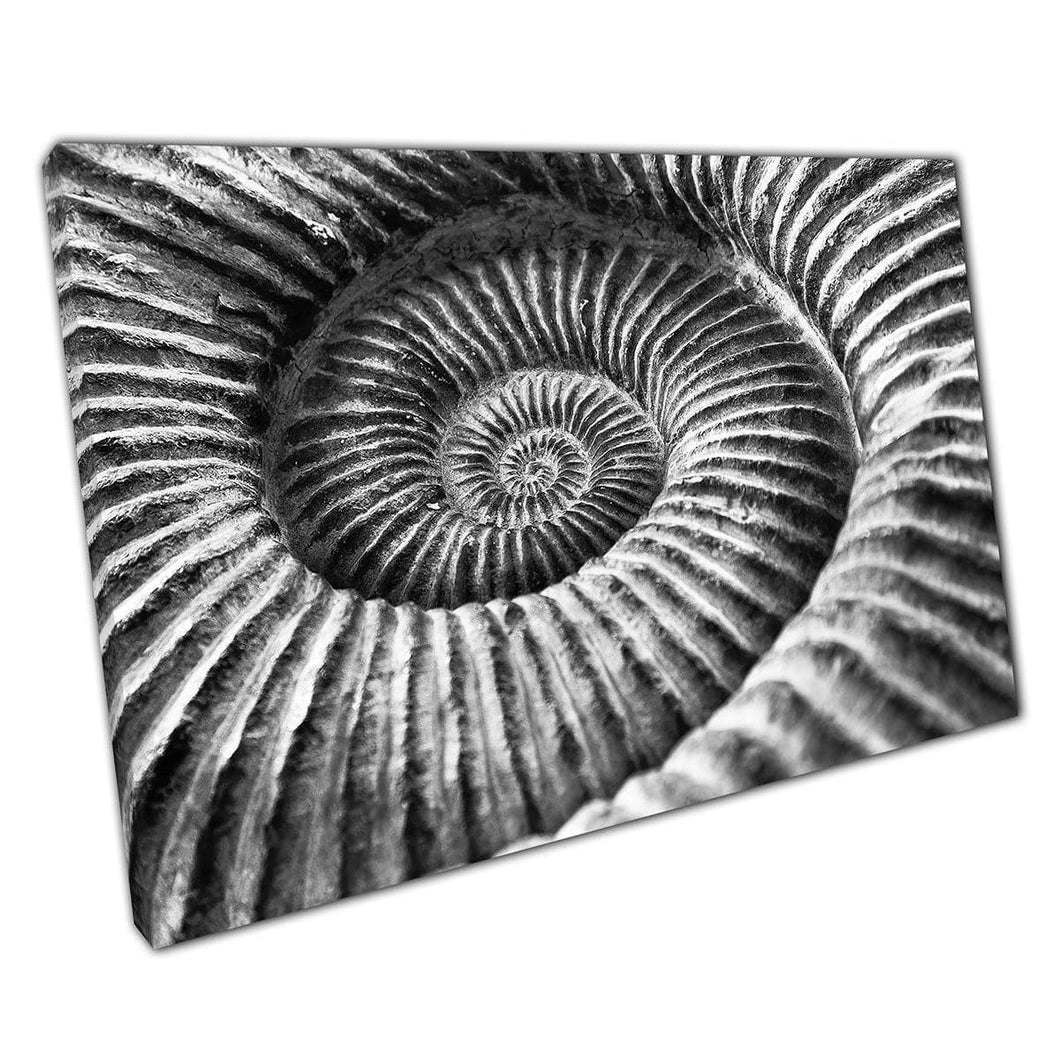 Ammonite Fossil Macro Zoom Black And White Natural Archaeology Geology Wall Art Print On Canvas Mounted Canvas print