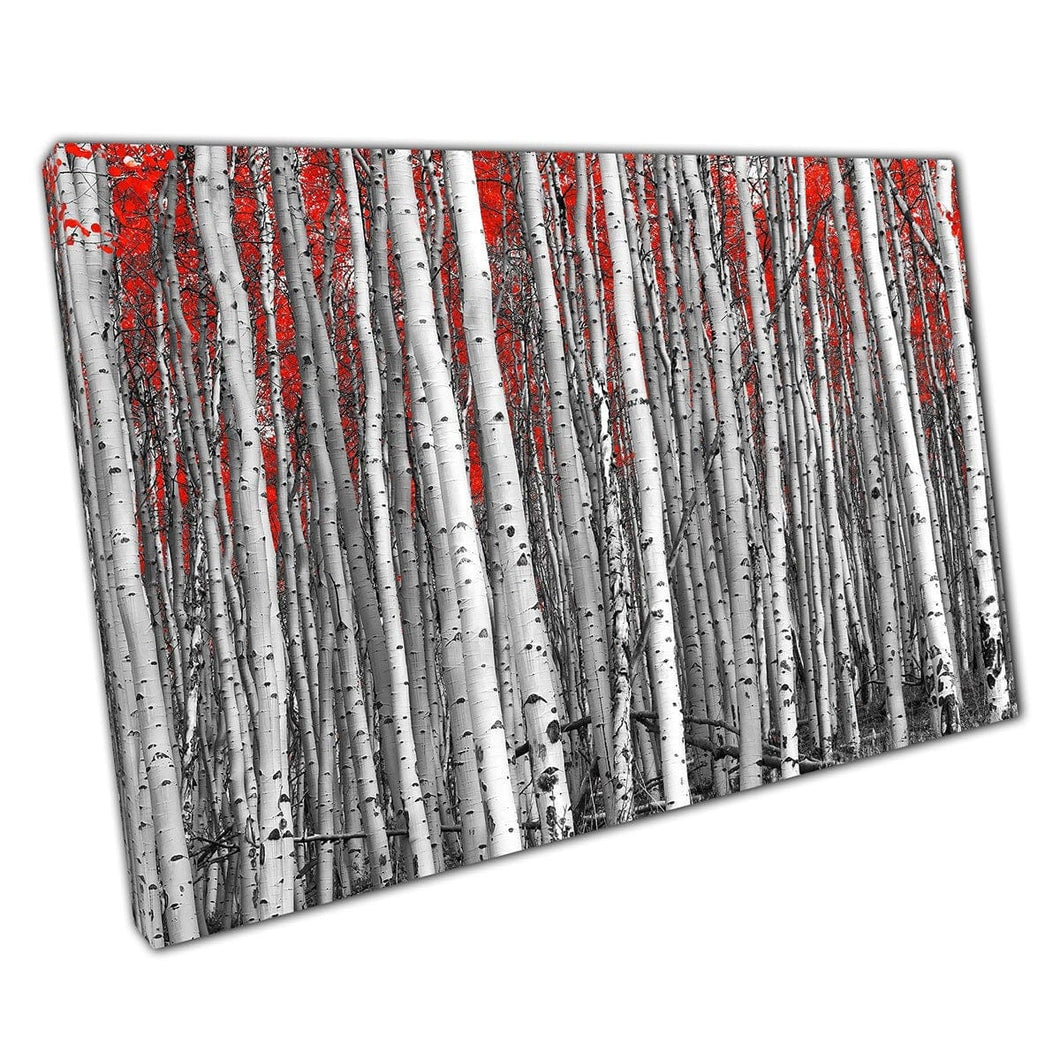 Berk Tree Forest Woodland in zwart en wit abstract contrasterende levendige rode bladeren Wall Art Print op canvas gemonteerde canvas print