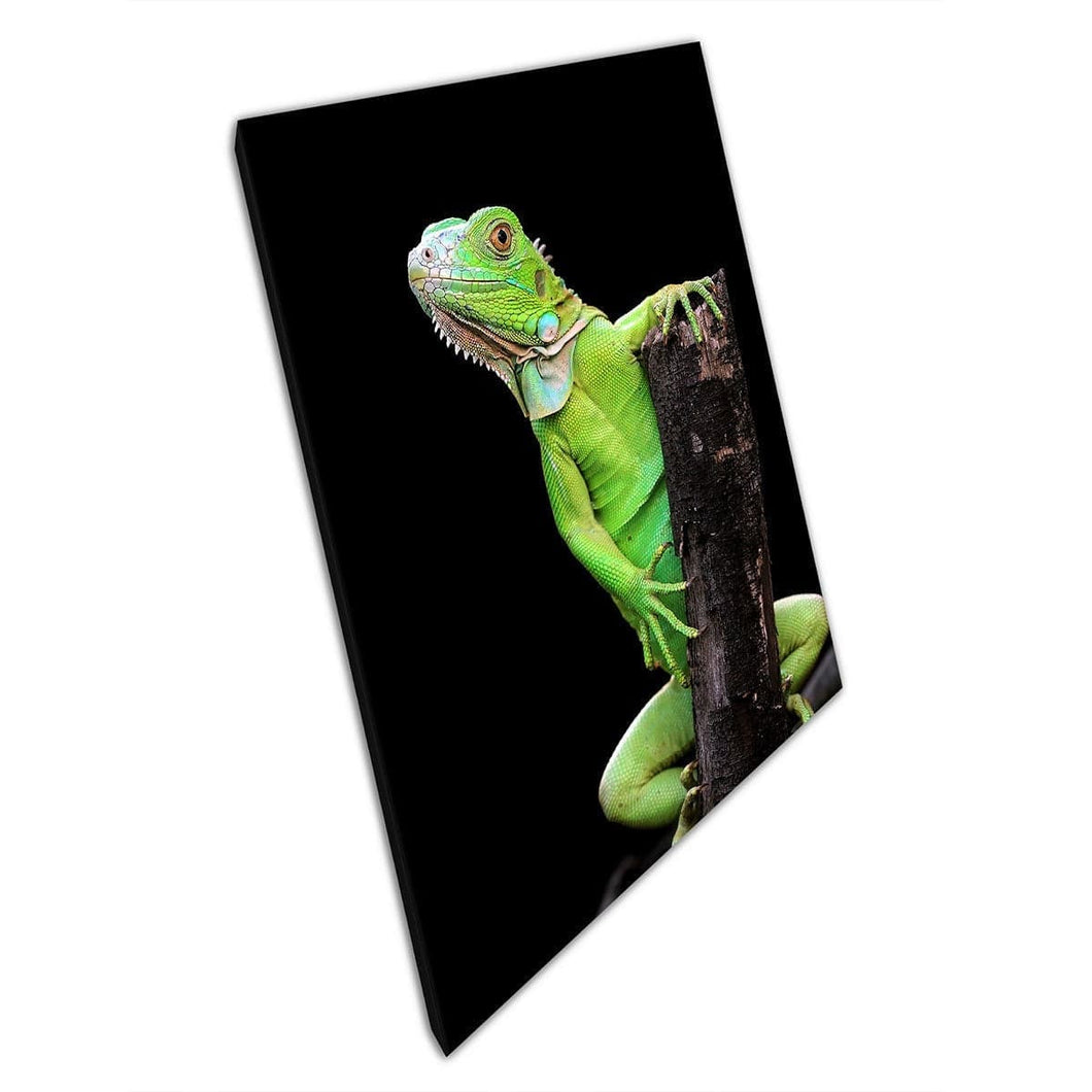 Groene iriserende leguana zit op donkere houten tak levendige wilde fotografie muurkunst print op canvas gemonteerde canvas print