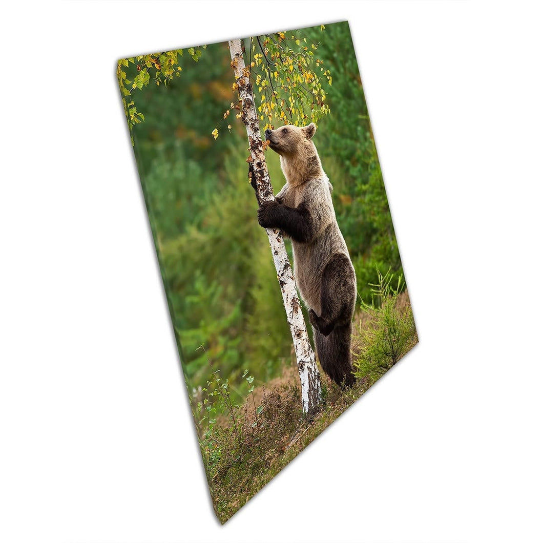 Femmina orso marrone che arrampica su un sottile albero di betulla su hatibitat naturale habitat naturale arte della parete stampata su tela stampa di tela montata