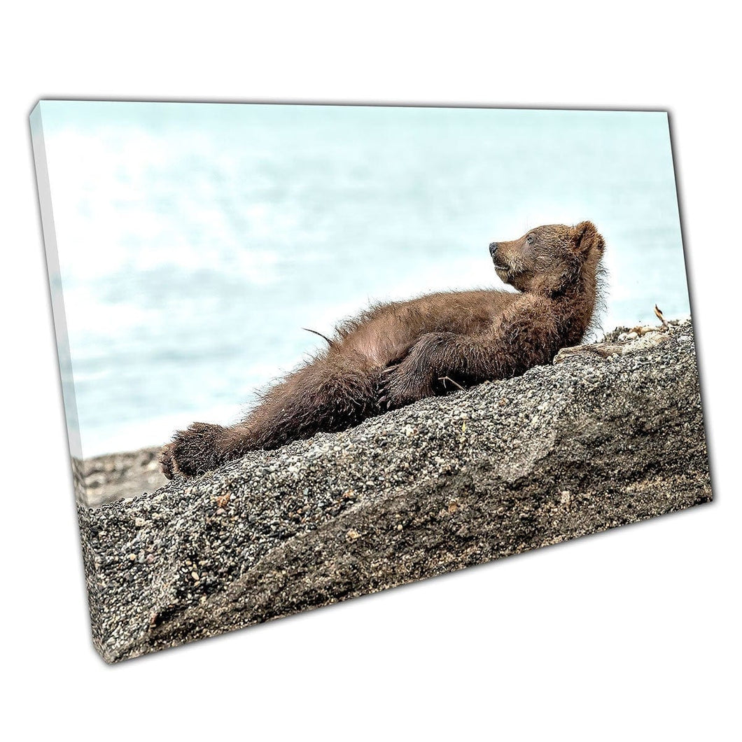 Grappige fuzzy bruine beer cub ontspannen op een zandige kust schattige wilde dierenfotografie kunst aan de muur op canvas gemonteerde canvas print