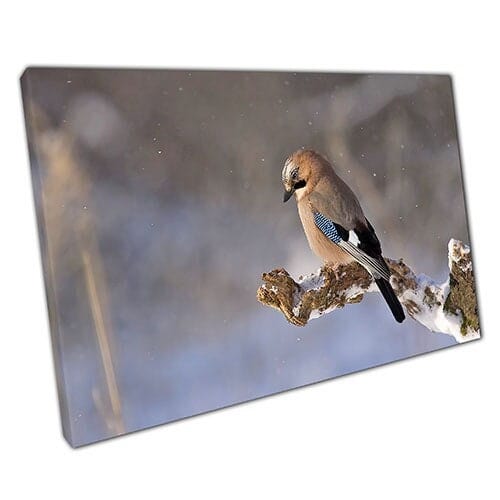 Stampa su tela Jay Bird Animal Art Pronto da appendere in tela Wall Art Stampa di tela montata