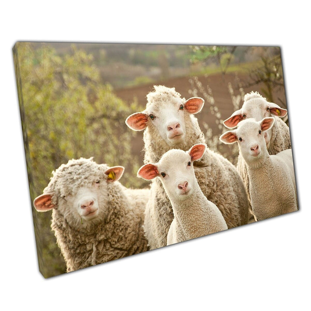 Piccolo gregge di pecore animali agricoli animali naturale fotografia stampa arte murale su tela stampare in tela montata