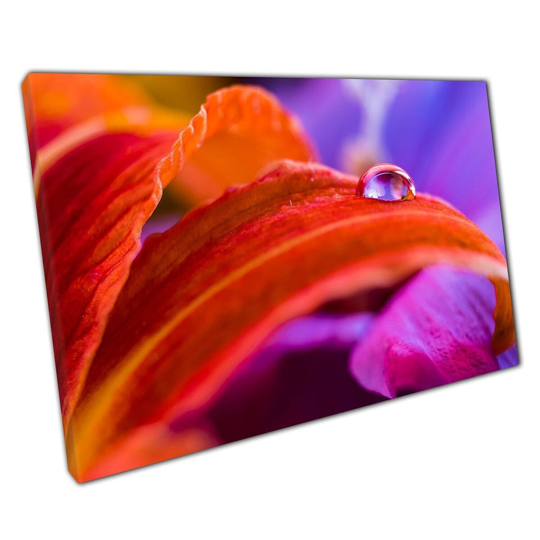 Kleurrijke bloemen macro -uitzicht waterdruppeltjes op bloemblaadjes kunst aan de muur op canvas gemonteerde canvas print