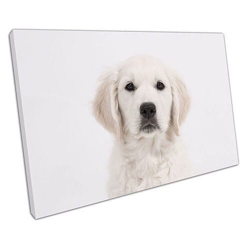 Afdrukken op canvas Andrex Puppy Dog Wall Art Print gemonteerd canvas print