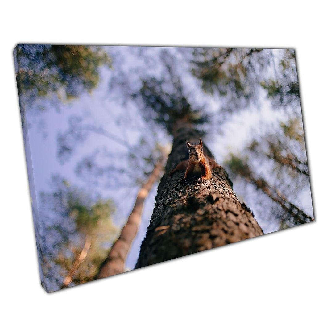 Leuke eekhoorn klimt nieuwsgierig naar beneden van een lange boom in bos grappige natuurwandwandkunstafdruk op canvas gemonteerde canvas print