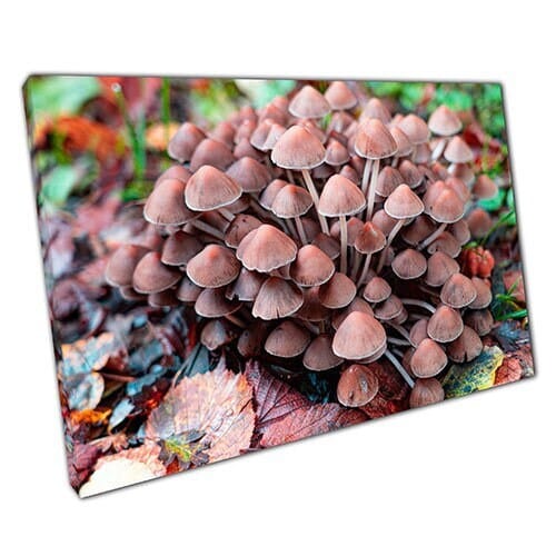 Print on Canvas Cluster of Mushrooms in Swiss Forest Wall Art Print Mounted Canvas print