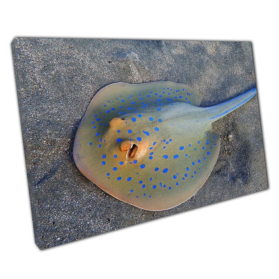 Exotisch zeedicht van zeeleven met neonblauwe vlekken die langs de oceaanbodemwandkunstafdruk zwemmen op canvas gemonteerde canvas print