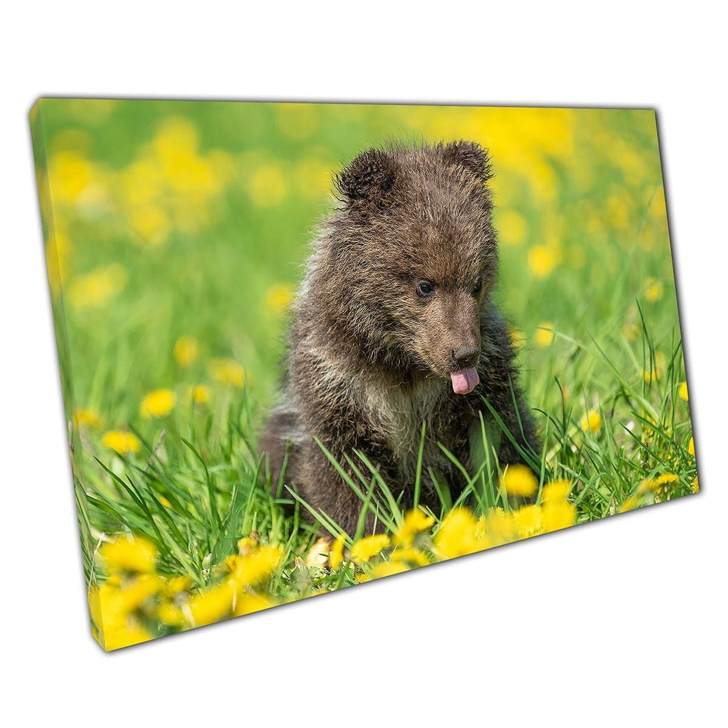 Grappige babybruine beer met tong uit ontspannen in een geel bloemveld schattige dierenmuurkunstafdruk op canvas gemonteerde canvas print