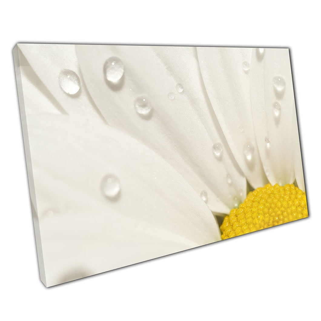Close -up fotografie van kamille bloem met kleine waterdruppeltjes macro -uitzicht muurkunst print op canvas gemonteerde canvas print