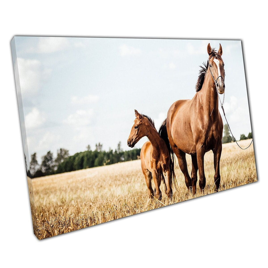 Chestnut Brown Horse Stud en Young Feul in Field Wall Art Print op canvas gemonteerde canvas print