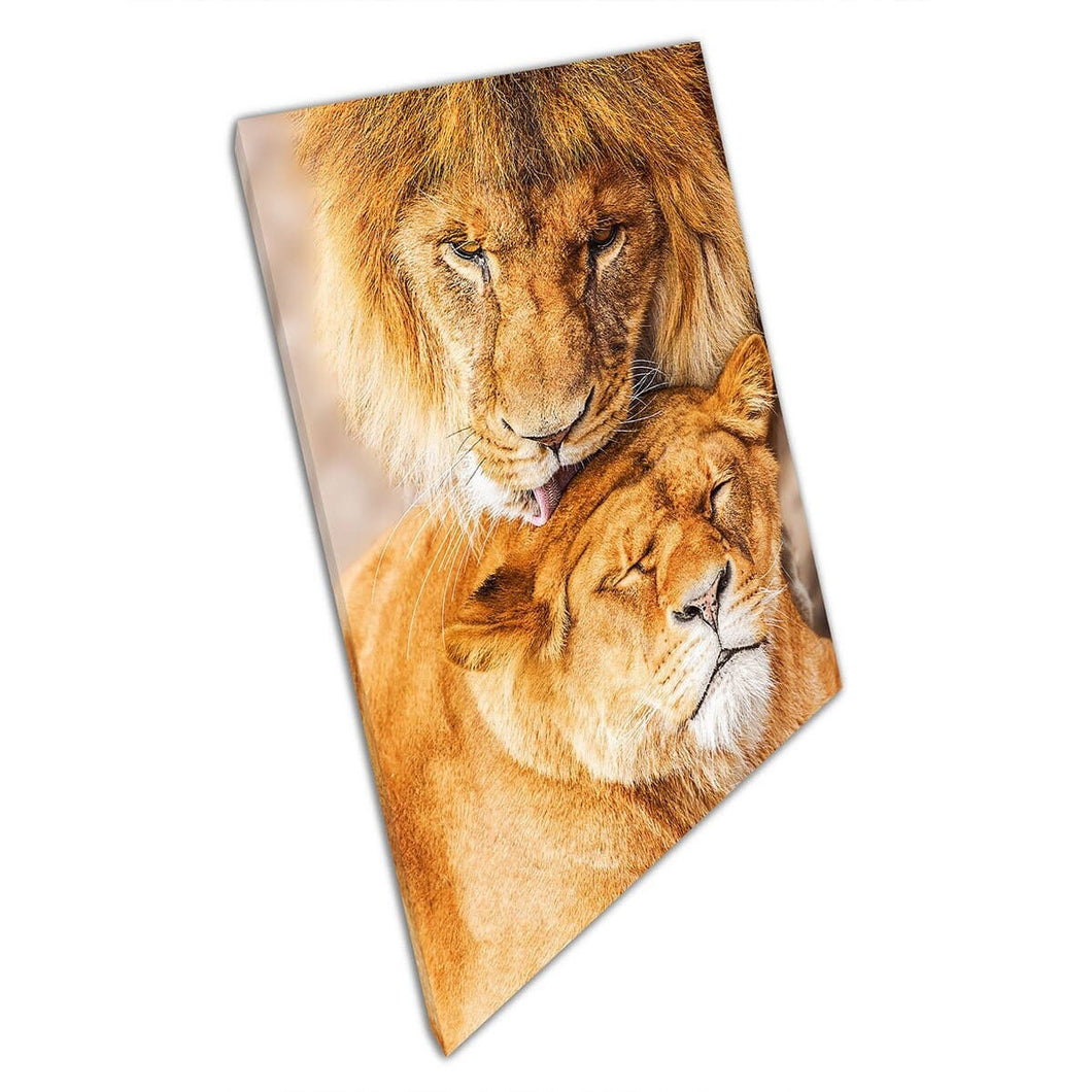 Wild Happy Lion Paar in liefde verbluffende wilde dierenfotografie Wall Art Print op canvas gemonteerde canvas print