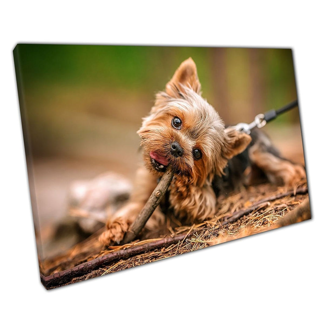 Playful Yorkshire Terrier Puppy Dog Gnawing On A Stick In The Woodland Cute Animal Wall Art Print On Canvas Mounted Canvas print