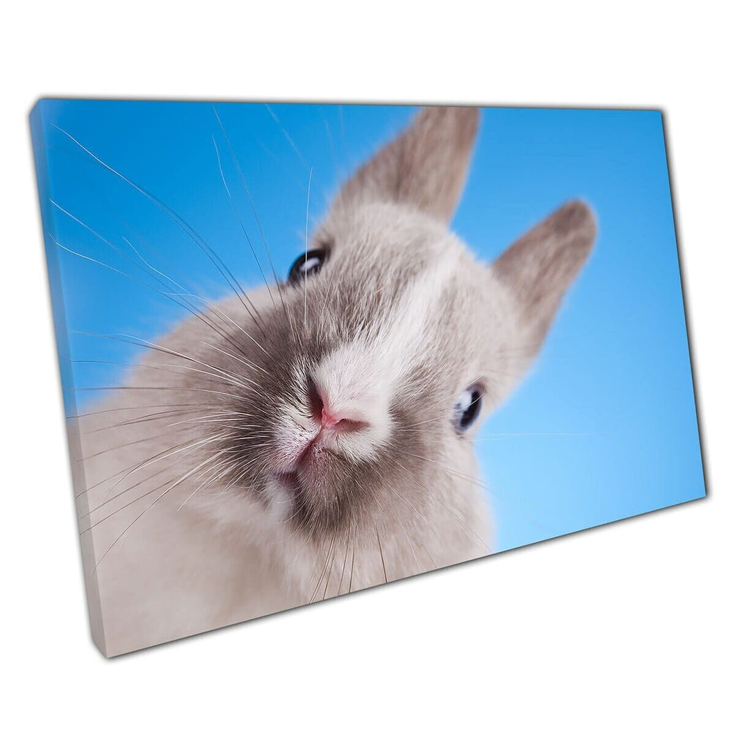 Schattige nieuwsgierige donzige vriendelijk grijs en wit grappig konijn konijn natuur pet fotografie muur kunst print op canvas gemonteerde canvas print