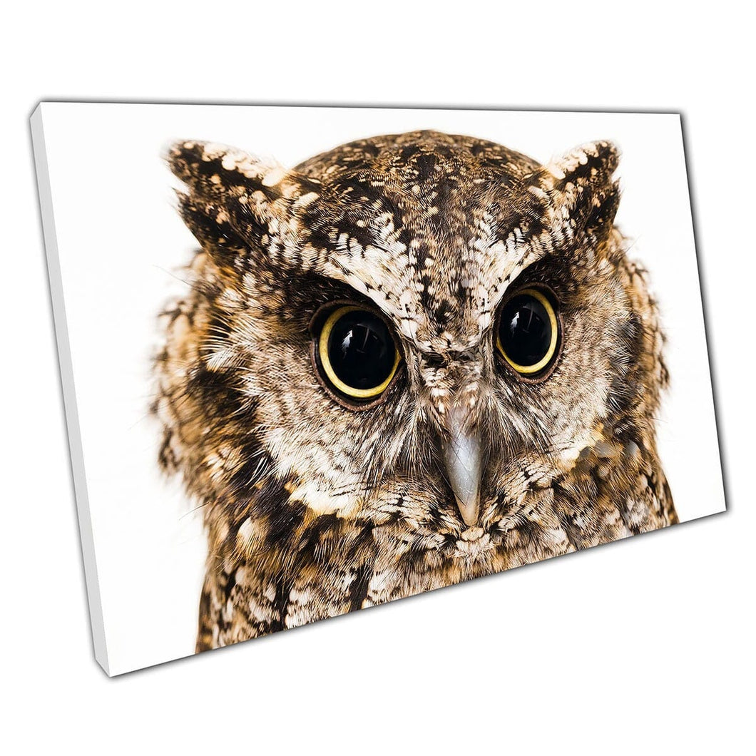 Detailed Macro Wildlife Nature Photography Wild Brown Owl Wall Art Print On Canvas Mounted Canvas print