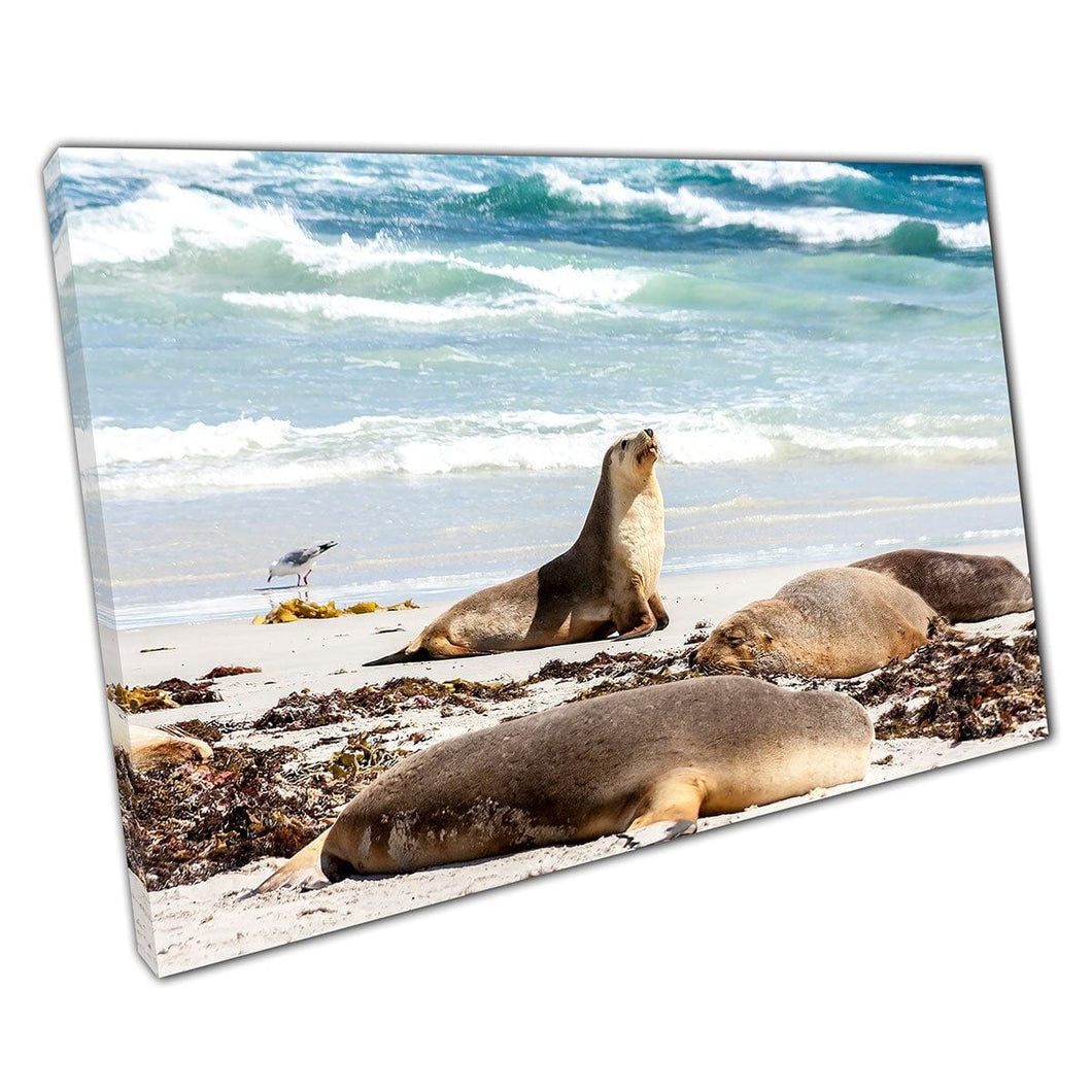Beach Of Sleeping Australian Sea Lions Kangaroo Island Coastline South Australia Wall Art Print On Canvas Mounted Canvas print