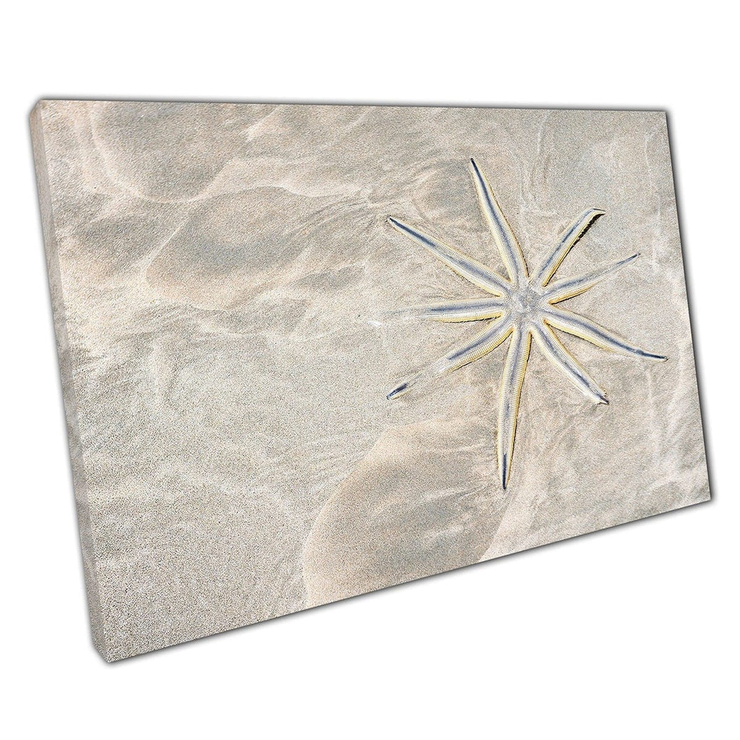 Nine Armed Starfish Resting In The Sandy Shallows Of A Beach Bahia Brazil Sea Life Wall Art Print On Canvas Mounted Canvas print