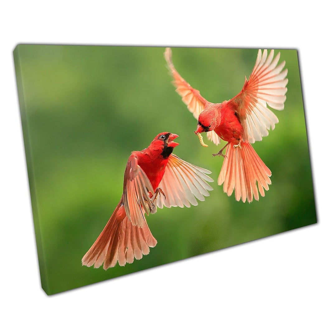 Red Northern Cardinals Mid Flight Deel een wormmeel Maaltijd Prachtige natuurfotografie Wall Art Print op canvas gemonteerde canvas print