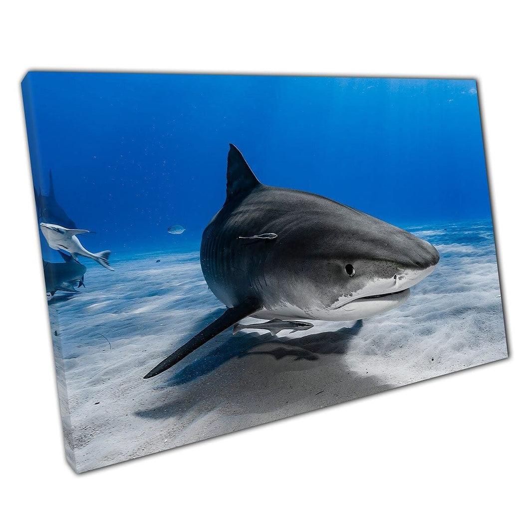Grote grijze tijgerhaai zwemmen terloops langs de zandige zeebodemwandwandkunstafdruk op canvas gemonteerde canvas print