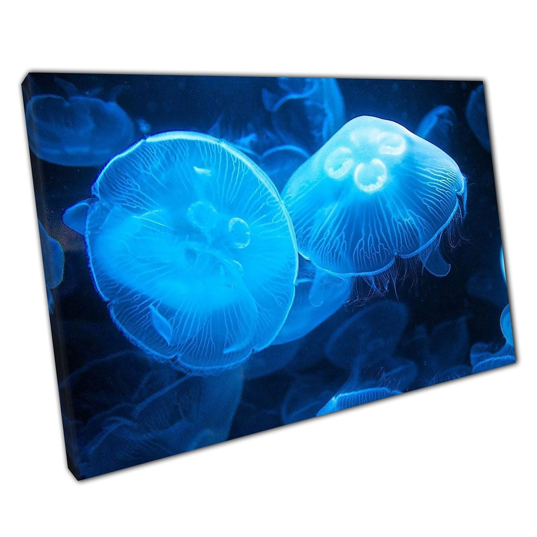 Groep sierlijke kwallen die door de diepblauwe oceaan gevaarlijke fotografie muurkunst print op canvas gemonteerde canvas print beweegt