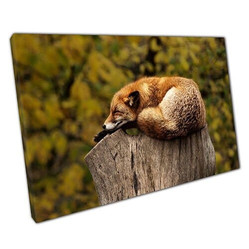 Print on Canvas Sleeping FOX Ready to Hang canvas Wall Art Print Mounted Canvas print