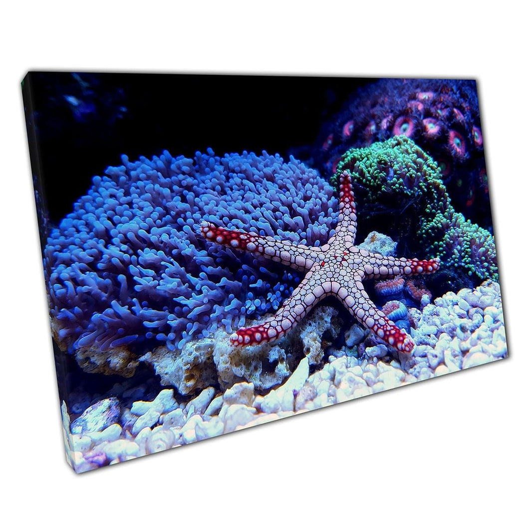 Vibrant dall'elegans Starfish appoggiato in una barriera corallina sul pavimento del mare Stampa di arte della parete della vita marina su tela di tela stampata