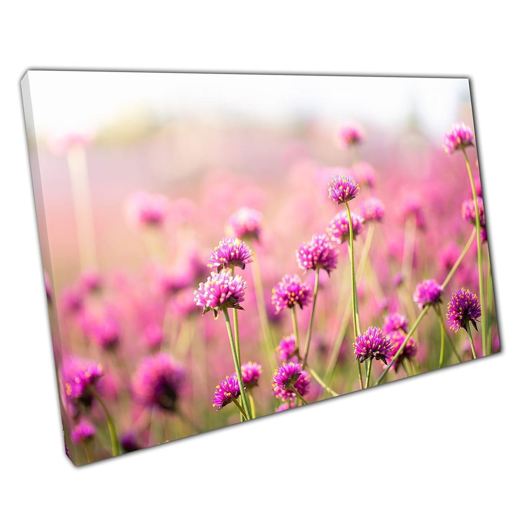 Zonnig veld van Amaranth Flowers Wall Art Print op canvas gemonteerde canvas print