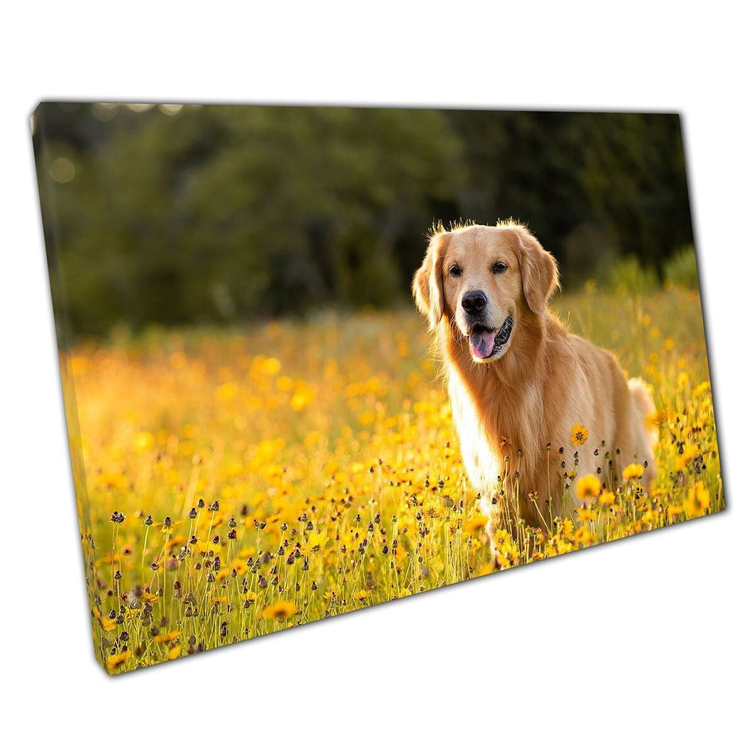 Beautiful Golden Retriever Dog In A Meadow Under A Golden Sunset Wall Art Print On Canvas Mounted Canvas print
