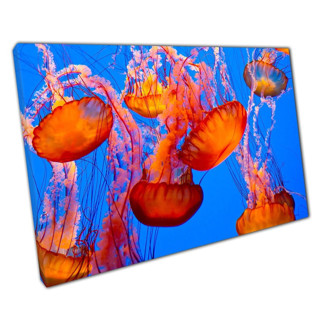 Levendige vurige oranje rode kwallen die gracieus zwemmen door de diepblauwe zee -kunst aan de muur op canvas gemonteerde canvas print