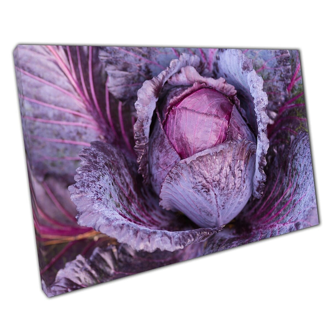 Verse rijpe van eigen bodem rode koolhoofd en bladeren biologische gezonde landbouwgroente muur kunst print op canvas gemonteerde canvas print