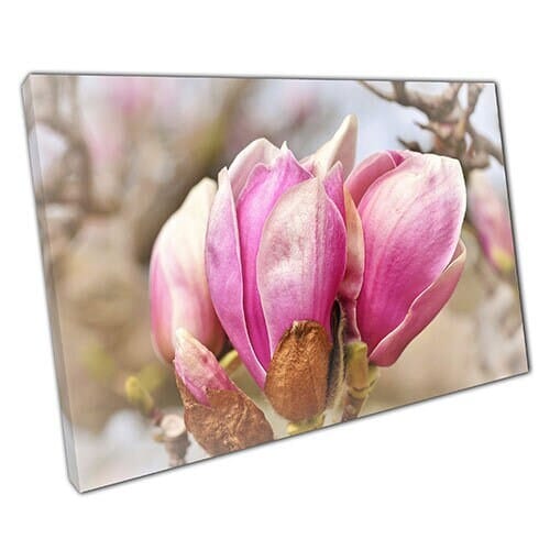 Print on Canvas Pink Delicate Blooming Magnolia Flowers Ready to Hang Wall Art Print Mounted Canvas print