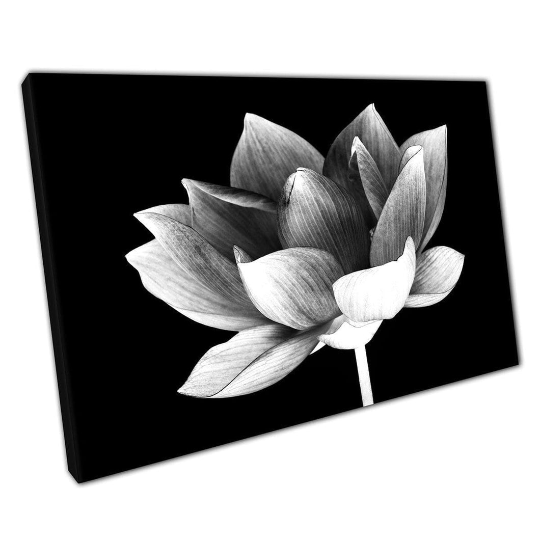 Gedetailleerde contrasterende Lotus Flower Blooming Minimalistische abstracte bloemenfotografie Wall Art Print op canvas gemonteerde canvas print
