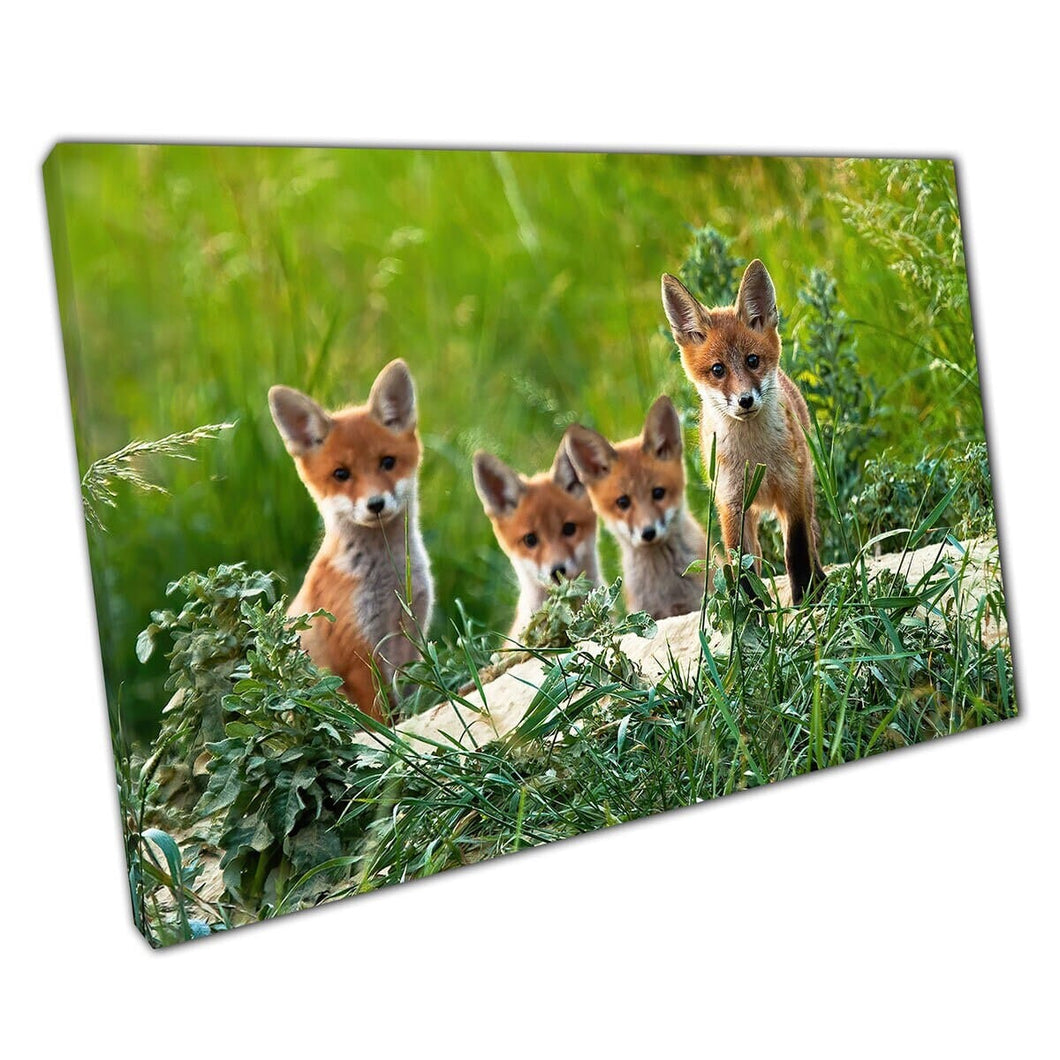 Curious Little Fox Kits Cubs verkennen het bos op het platteland natuurfotografie Wall Art Print op canvas gemonteerde canvas print