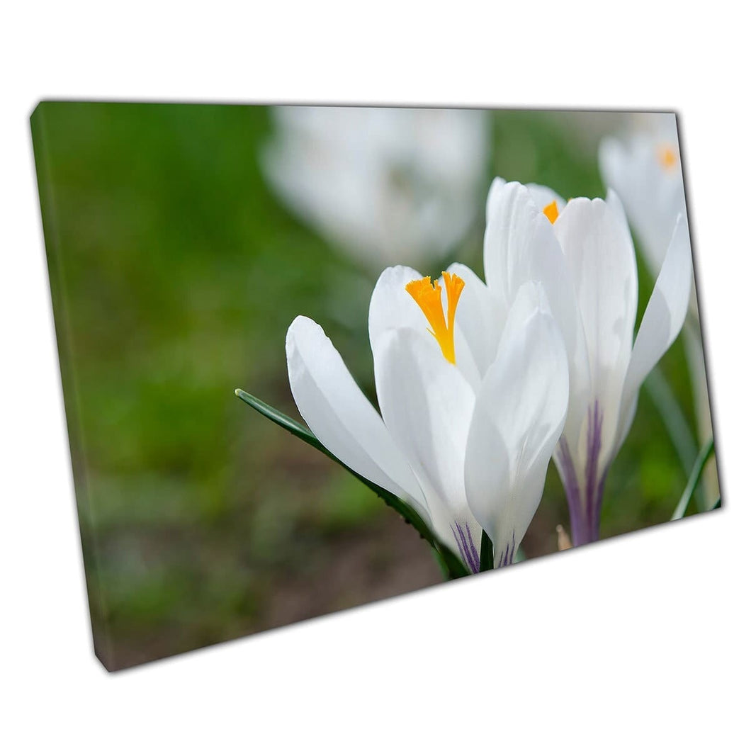 White Spring Blooming Crocus Flowers Macro View Wall Art Print On Canvas Mounted Canvas print
