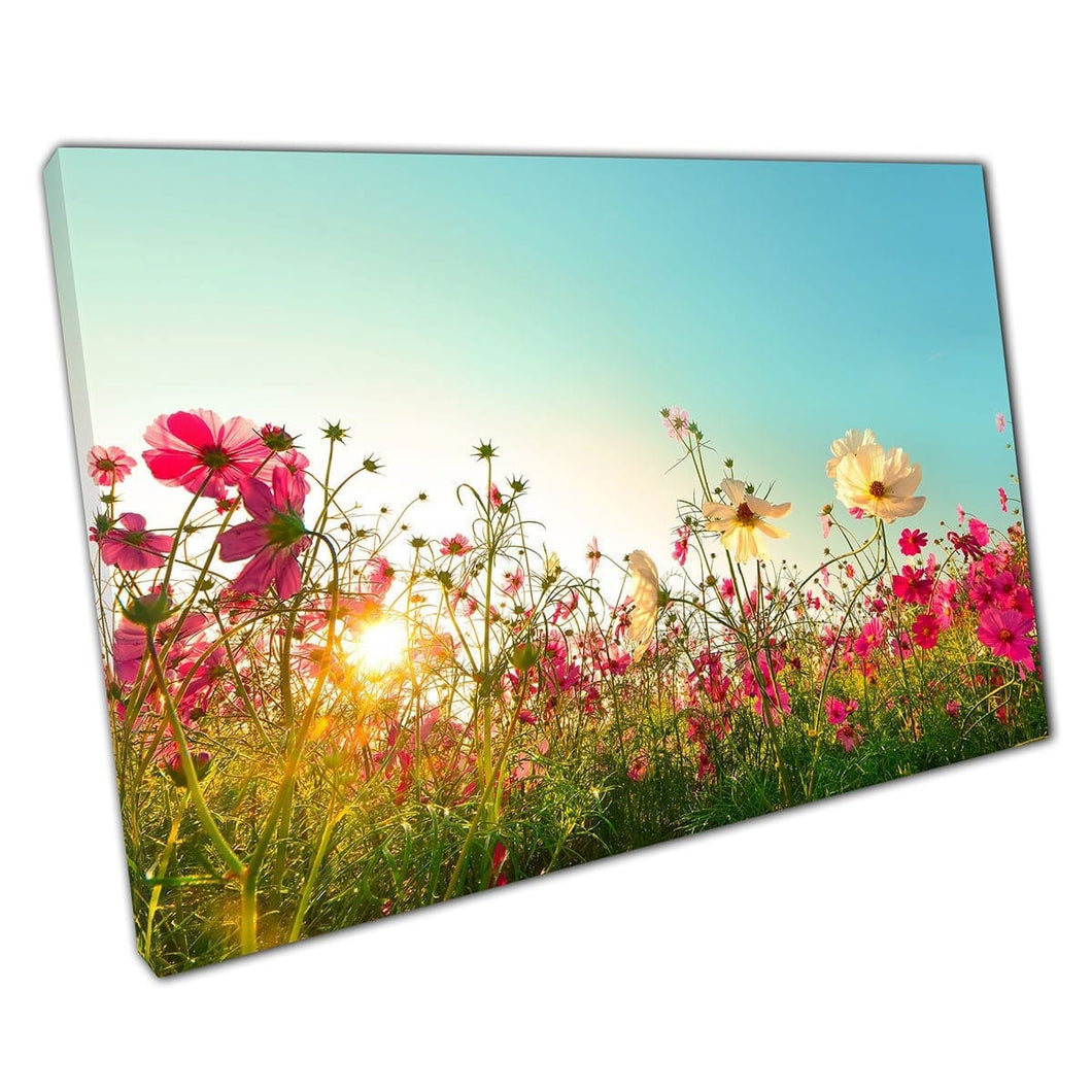 Beautiful Pink And White Cosmos Flower Meadow In Full Bloom Under A Clear Blue Sky Wall Art Print On Canvas Mounted Canvas print