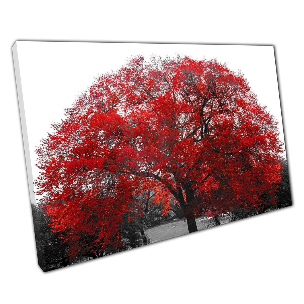 Grote levendige roodbladen boom in het centrale park Contrast GreyScale Photography NYC Wall Art Print op canvas gemonteerde canvas print