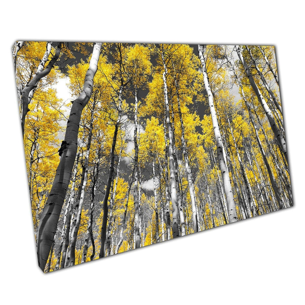 Vibrant Golden Sunshine Yellow Leaves In Forest Woodland Of Aspen Trees Colorado Wall Art Print On Canvas Mounted Canvas print