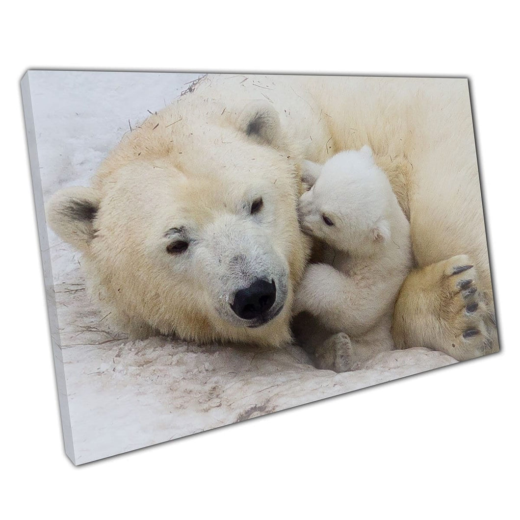 Polar Bear Moeder en kleine welp knuffelen op de ijzige sneeuwdierenfamilie Fotografie Wall Art Print op canvas gemonteerde canvas print