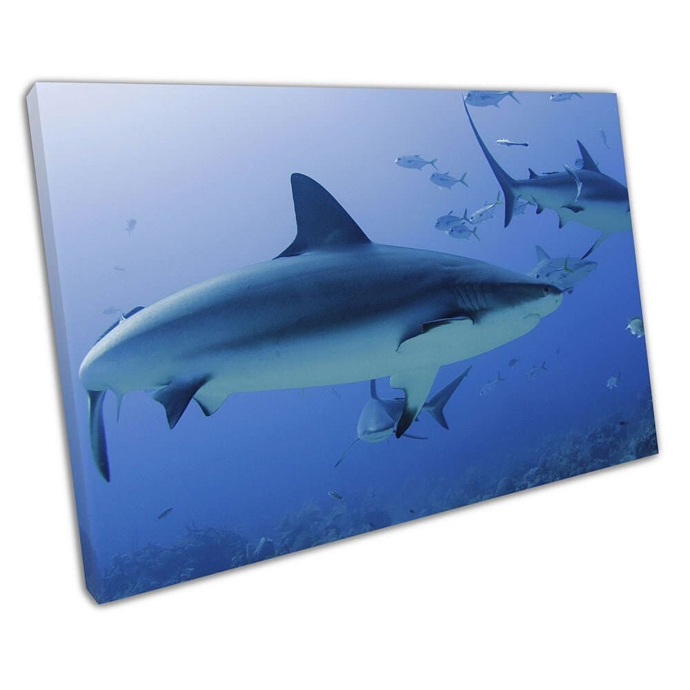 Caribbean Reef Shark Predators of the Sea Blue Ocean Ready To Hing Wall Art Print Mounted Canvas Print